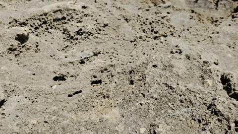 Stick-bug 動画素材 115059528