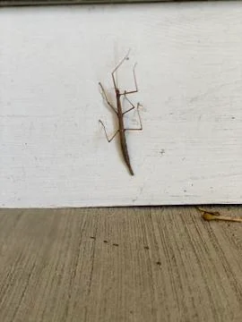Stick bug Stock Photos