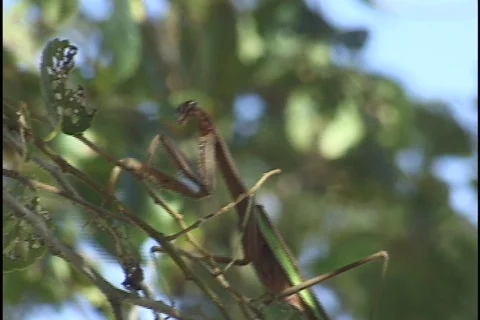 Stick Bug On Tree Stock Footage 298418