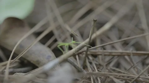 Stick-bug walking on dry twigs Stock Footage 43858924