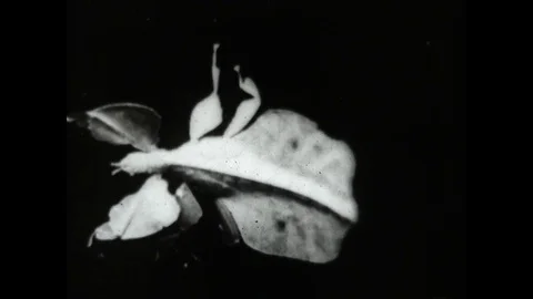 Stick Bugs Stock Footage 83614076