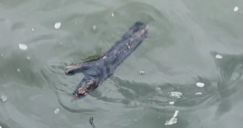 A stick floating in the Tidal Basin Video stock 127056669