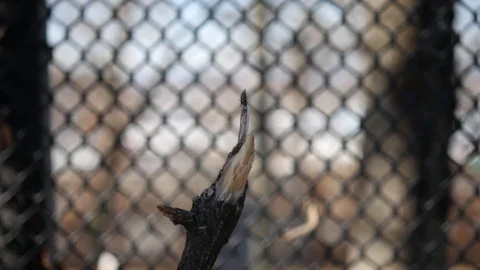 Stick focused background unfocused Stock Footage 122486562