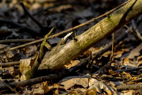 Stick in the forest Stock Photos