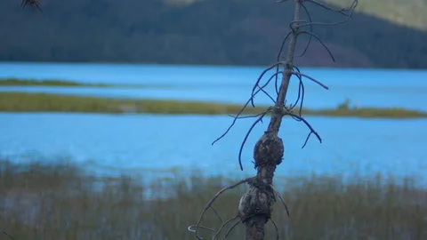 Stick in Front of Paulina Stock Footage 90581667