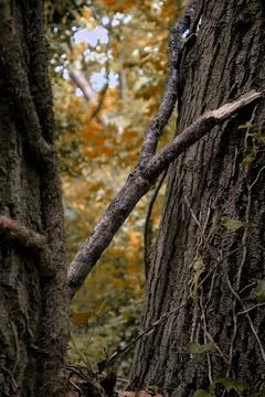 Stick inbetween trees in an autumn forest  Stock Photos