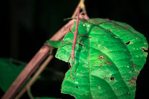 Stick insect in Belize Stock Photos