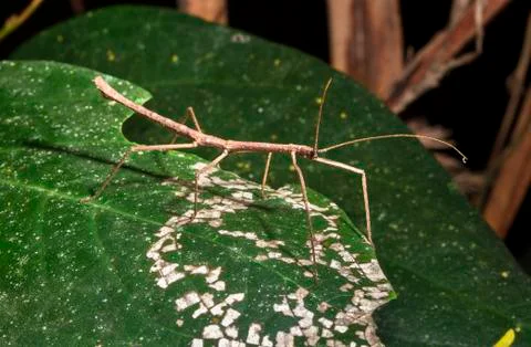 Stick insect in Belize Stock Photos