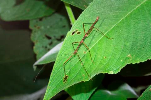 Stick insect in Belize Stock Photos