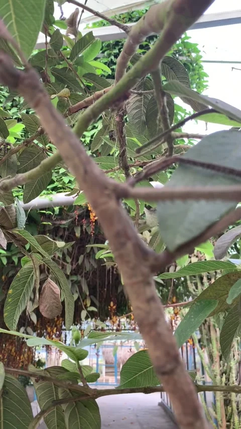 Stick insect in Cameron Highlands Vídeos de archivo 343428451