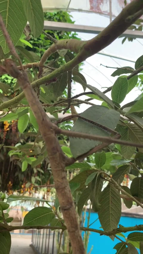 Stick insect closeup in Cameron Highlands Vídeo Stock 343428442