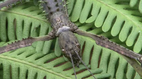 Stick Insect closeup Stock Footage 56249568