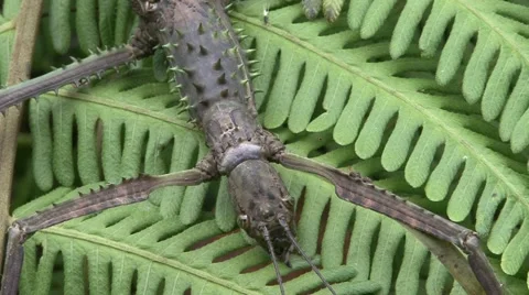 Stick Insect closeup Stock Footage 56249573