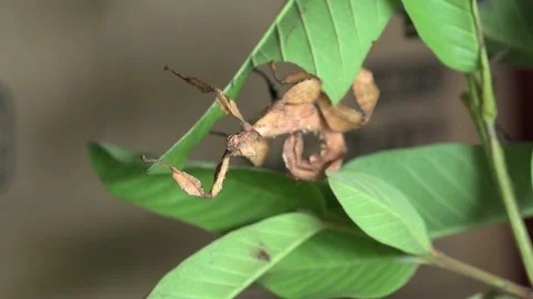 A stick insect eats leaves Stock Footage 136141672