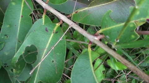 A stick insect Stock Footage 34693587