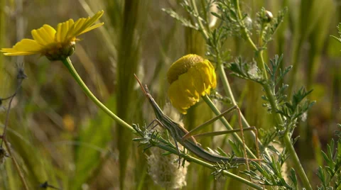 Stick insect Stock Footage 35745524