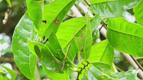 A Stick Insect Stock-Footage 157645564