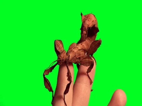 Stick insect in front of a green keyable background. Stock Footage 79939283