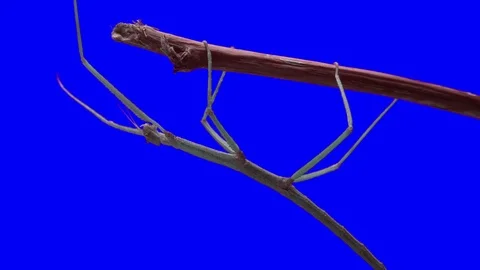 Stick Insect. Green Screen Effect Stock Footage 102263635