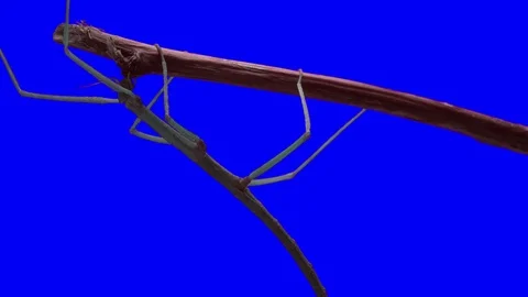 Stick Insect. Green Screen Effect Stock Footage 102266852