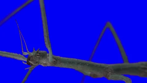 Stick Insect. Green Screen Effect Stock Footage 102528188