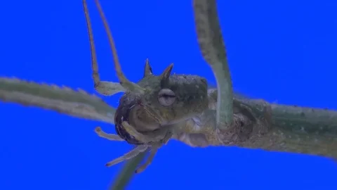 Stick Insect. Green Screen Effect Stock Footage 102674606