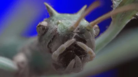 Stick Insect. Green Screen Effect Stock Footage 103420223