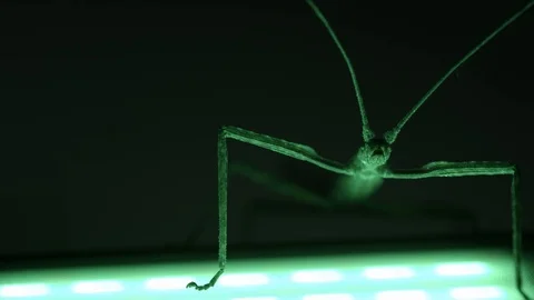 Stick insect with it's underside lit by bright green light Stock Footage 117350570