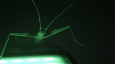 Stick insect with it's underside lit by green light Stock Footage 117350572