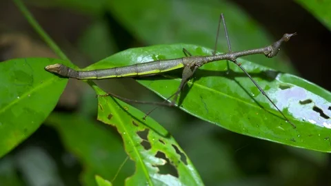 Stick Insect on jungle foliage Stock Footage 94222634