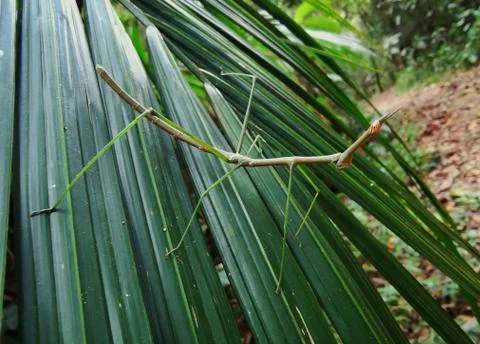 Stick insect on leaf Stock Photos