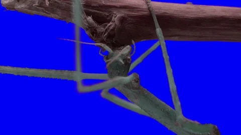 Stick Insect Macro Head. Green Screen Effect Stock Footage 102429528