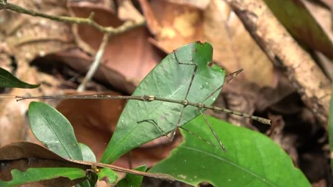 Stick insect, Malaysia Stock Footage 135716595