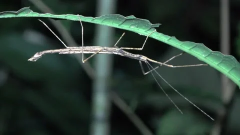Stick Insect, Malaysia Stock-Footage 135717370