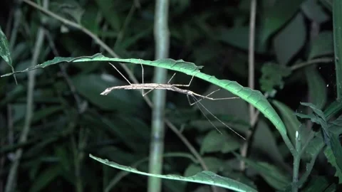 Stick Insect, Malaysia Video stock 135717388