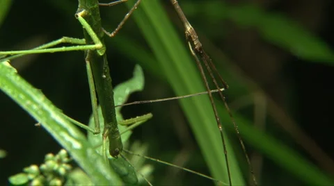 Stick Insect Mating 07 Stock Footage 1013766