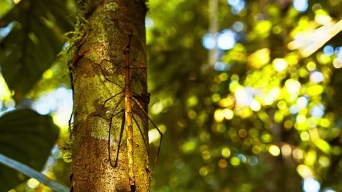 Stick insect perched on tree bark in tropical rainforest Stock Footage 340799843
