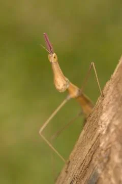 Stick insect phasmatodea macro closeup detail Stock-Fotos