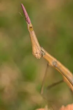 Stick insect phasmatodea portrait macro closeup detail Stock Photos