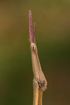 Stick insect phasmatodea profile portrait macro closeup detail Stock-Fotos