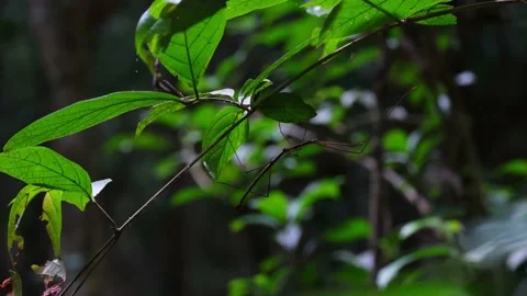 Stick Insect, Phasmatodea, Thailand; seen under the leaves pretending to Stock Footage 152434060