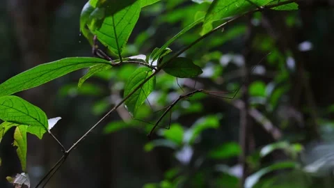 Stick Insect, Phasmid, Thailand; found under the leaves of the plant Vídeo Stock 152435682