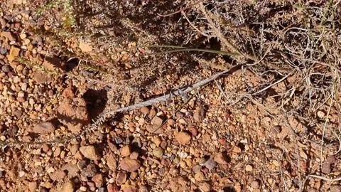 Stick Insect Running Across The Ground Stock Footage 170709528