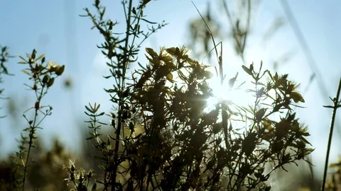Stick insect on a saint john's wort plant, backlight sunset Video stock 129443050