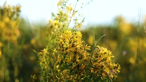 Stick insect on a saint john's wort plant, closeup Stock Footage 129443053