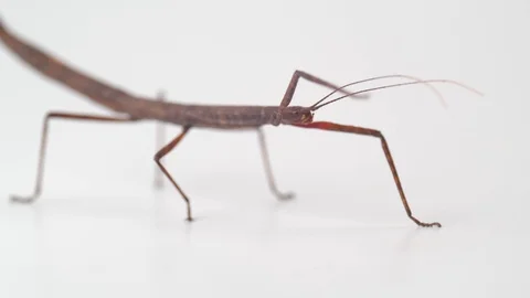 Stick insect slowly rocking back and forth Stock Footage 117350469