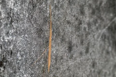 Stick insect standing on wall Stock-Fotos