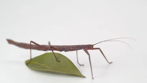 Stick insect stood on a leaf on a white background Stock Footage 117350497