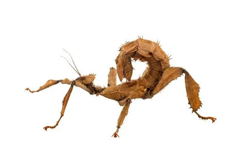 Stick insect in studio Stock Photos