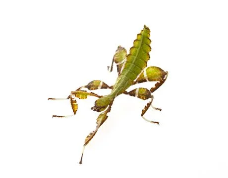 Stick insect in studio Stock Photos
